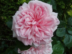 FRANCOIS JURANVILLE (rambler)